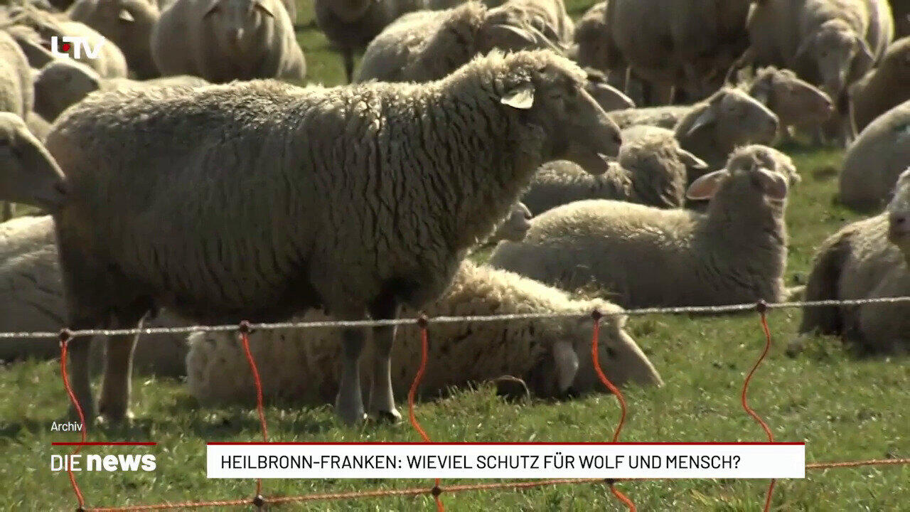 Heilbronn-Franken: Wieviel Schutz für Wolf und Mensch?