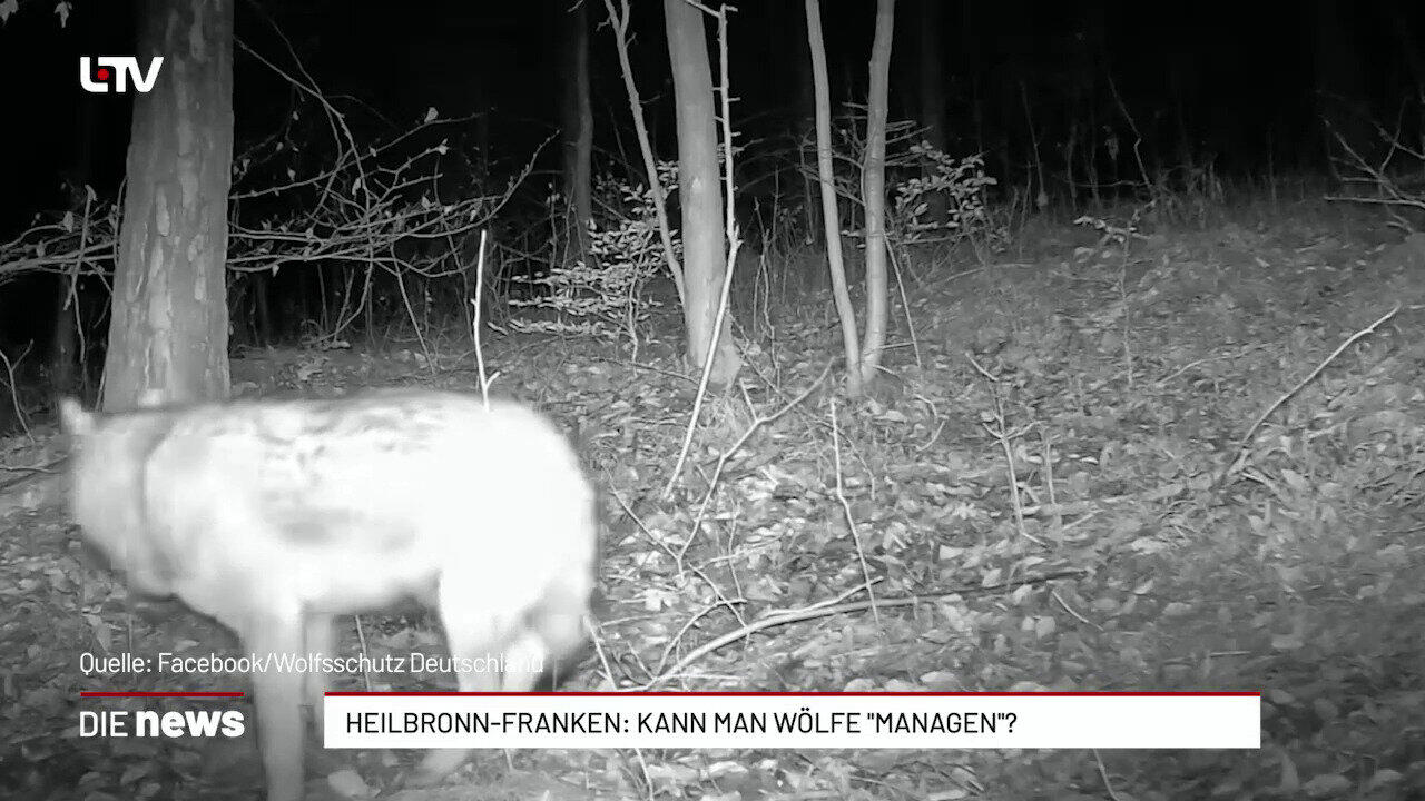 Heilbronn-Franken: Kann man Wölfe "managen"?