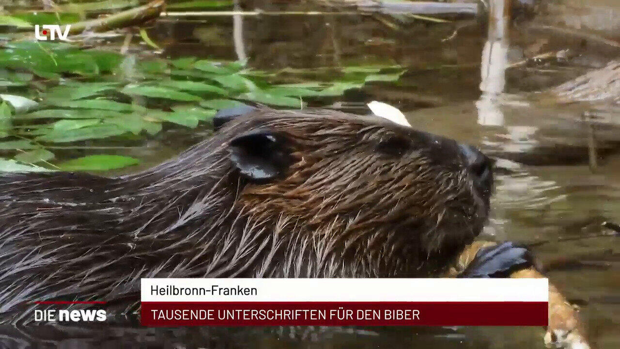 Newsblock: Heilbronn-Franken: Tausende Unterschriften für den Biber +++ Ilshofen: Autobahnanschlussstelle ab Montag gesp