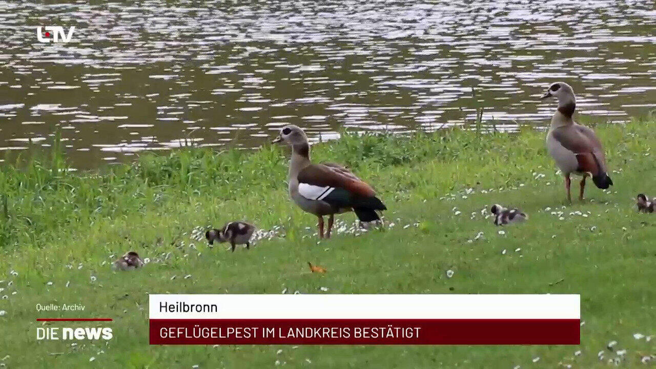 Newsblock: Heilbronn: Geflügelpest im Landkreis bestätigt +++ Schwäbisch Hall: Bürgerbeteiliguen im Hohenlohekreis steig