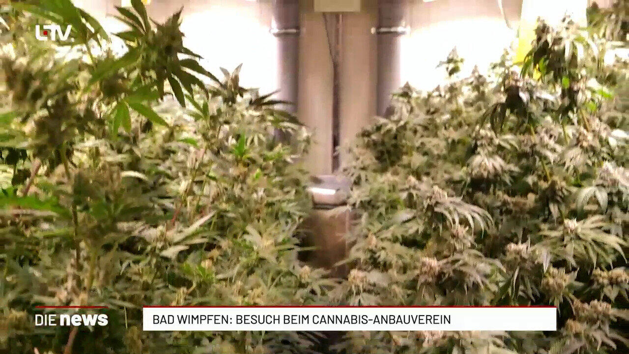 Bad Wimpfen: Besuch beim Cannabis-Anbauverein