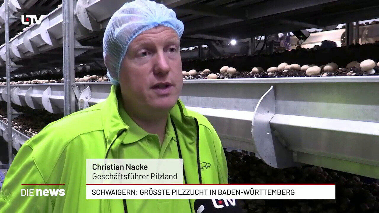 Schwaigern: Grösste Pilzzucht in Baden-Württemberg