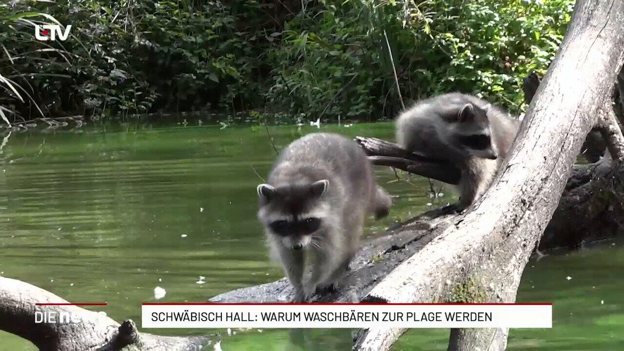 Schwäbisch Hall: Warum Waschbären zur Plage werden