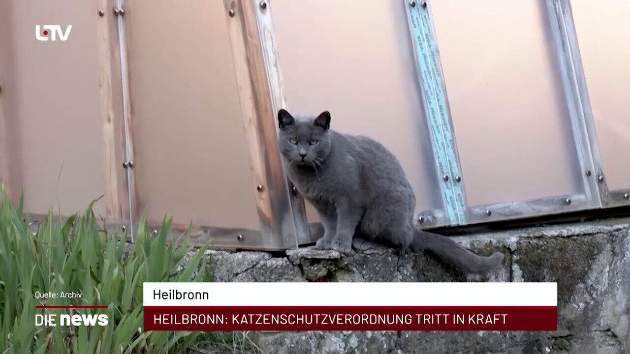 Newsblock: Heilbronn: Katzenschutzverordnung tritt in Kraft +++ Heilbronn: Keine S4-Linie am Mittwoch +++ Heilbronn-Fran