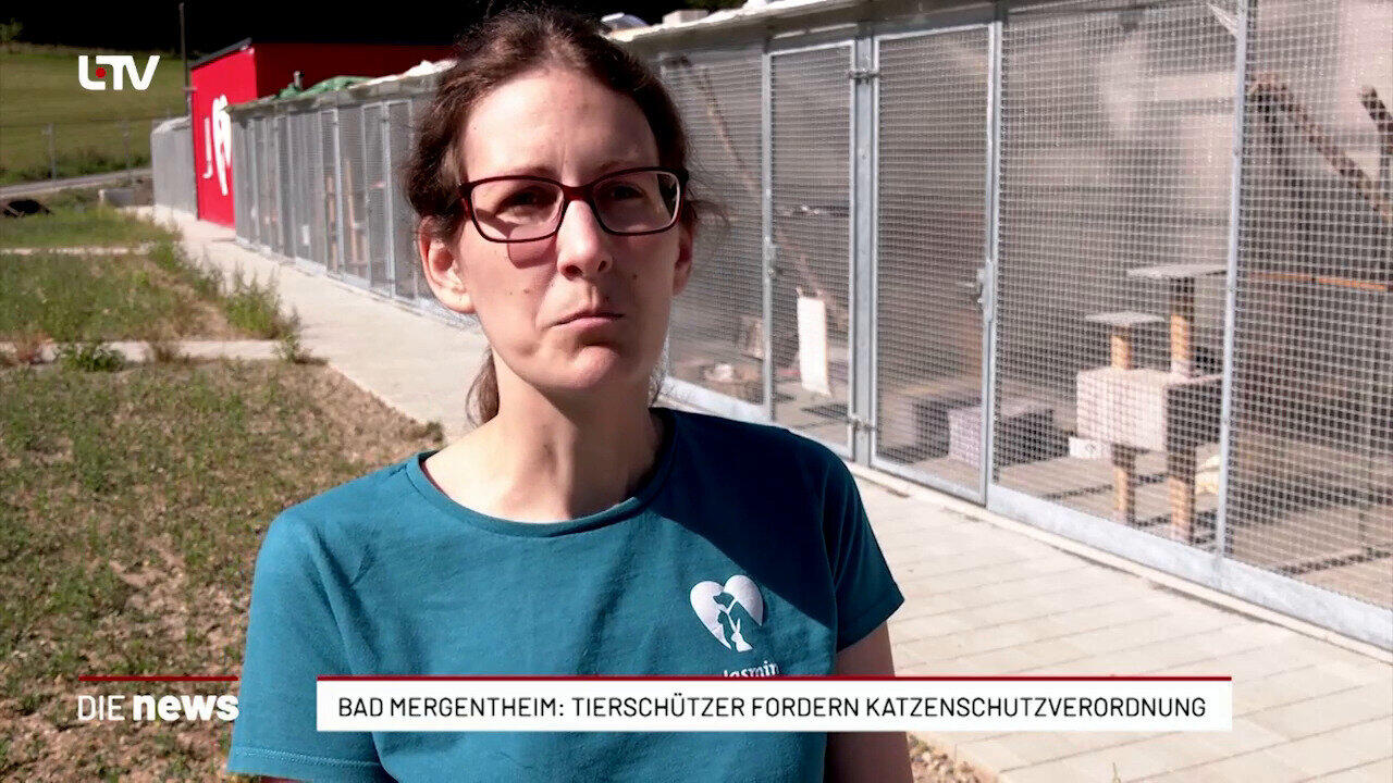 Bad Mergentheim: Tierschützer fordern Katzenschutzverordnung