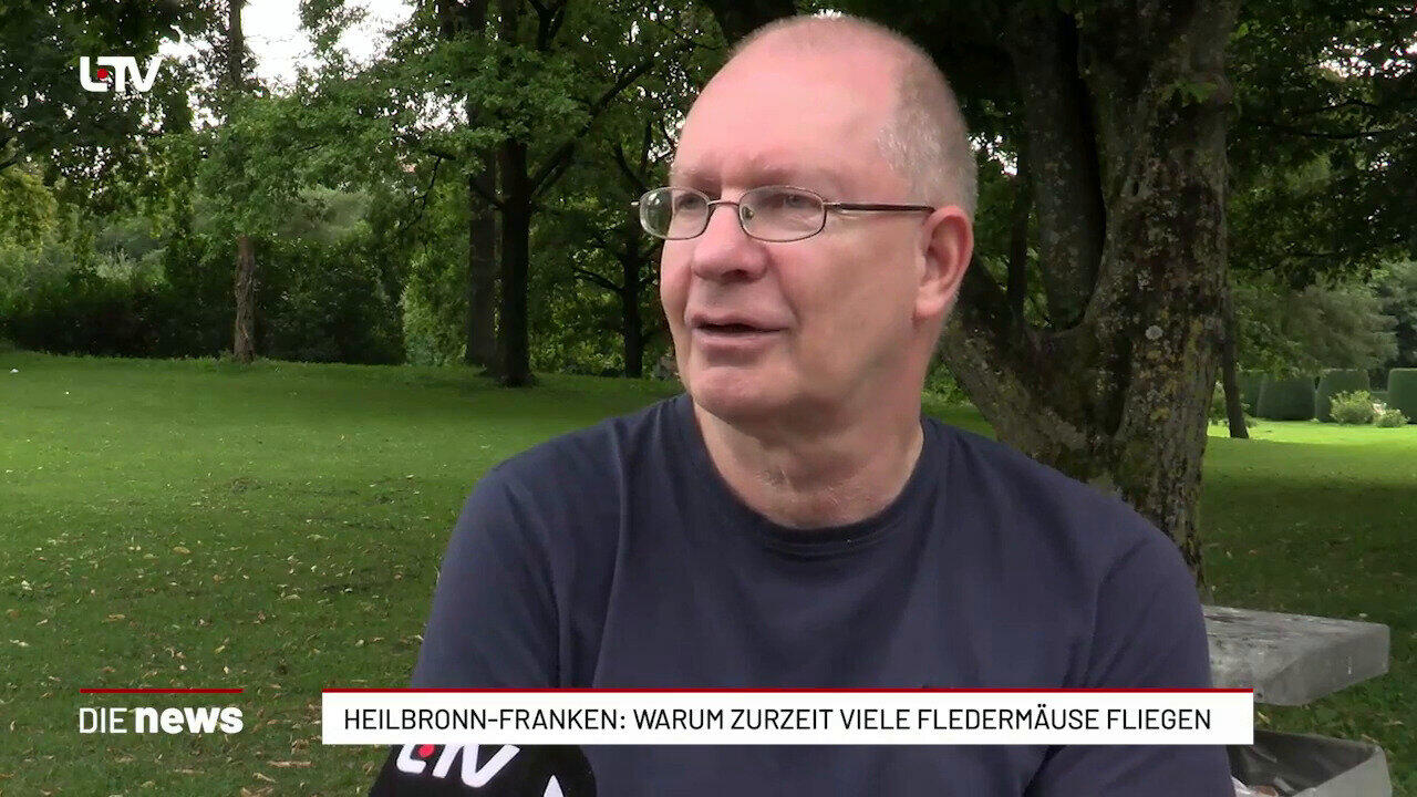 Heilbronn-Franken: Warum zurzeit viele Fledermäuse fliegen