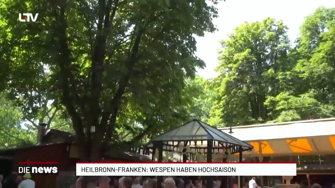 Heilbronn-Franken: Wespen haben Hochsaison