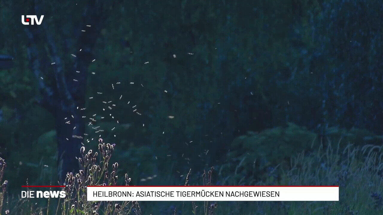 Heilbronn: Asiatische Tigermücken nachgewiesen