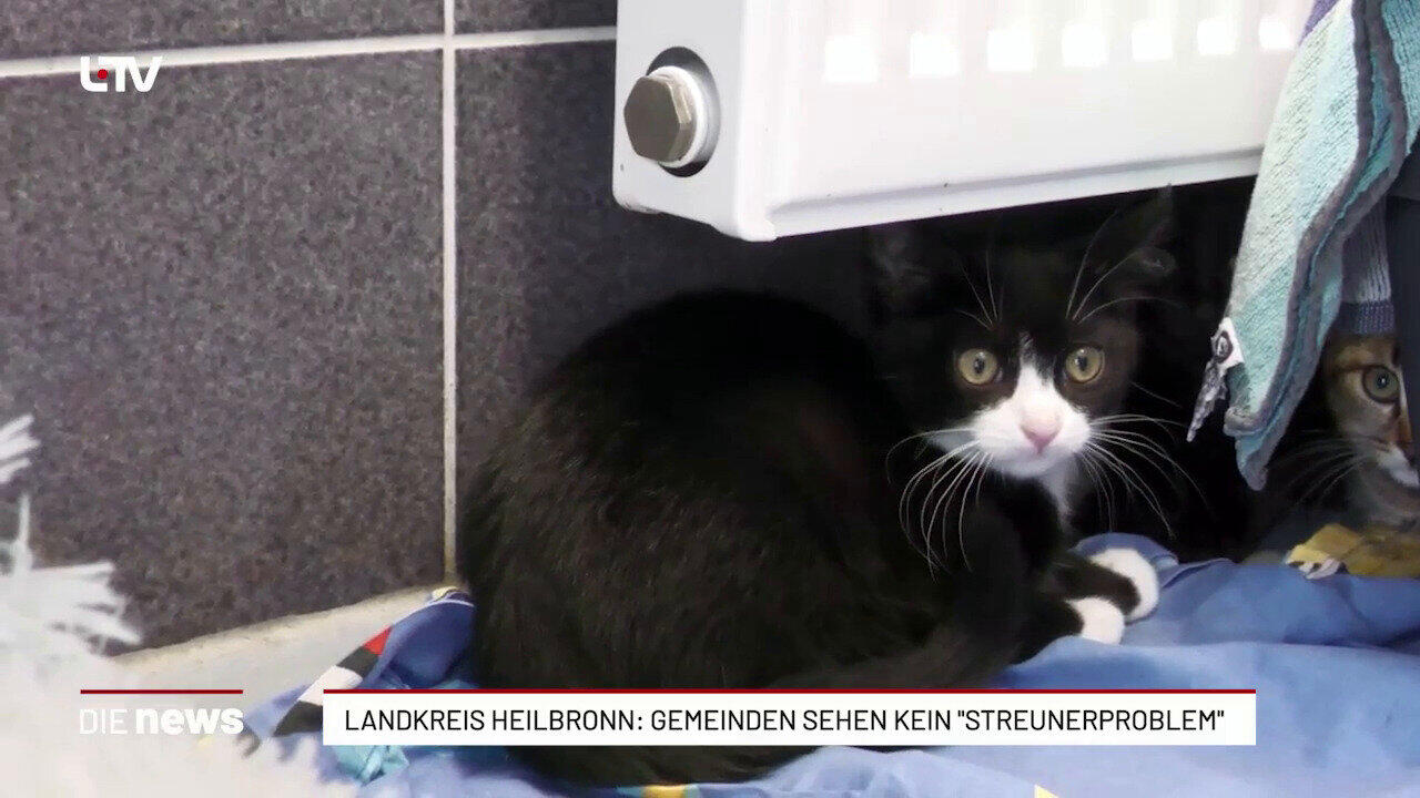 Landkreis Heilbronn: Gemeinden sehen kein "Streunerproblem"