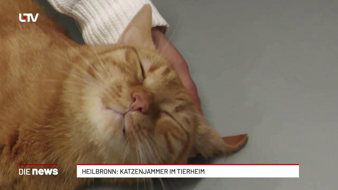 Heilbronn: Katzenjammer im Tierheim