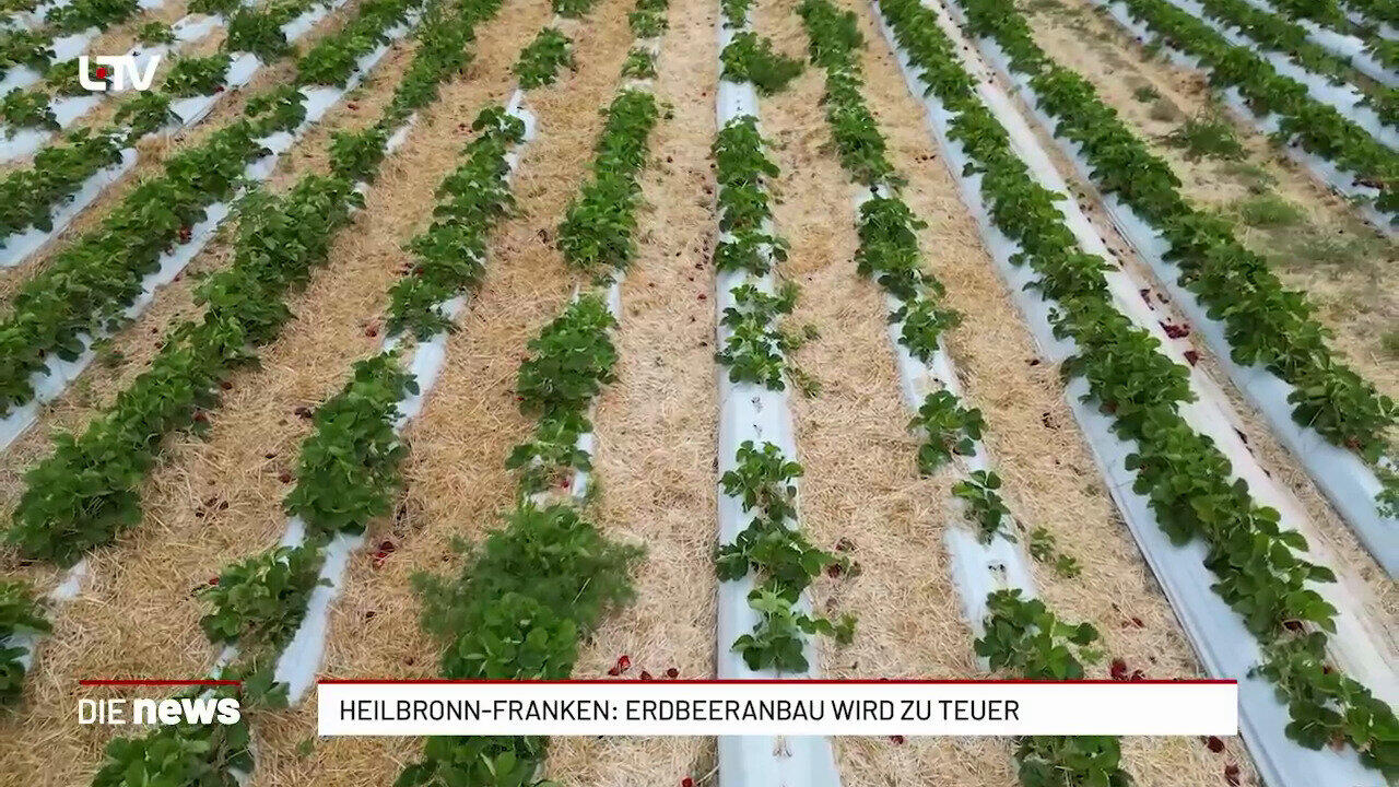 Heilbronn-Franken: Erdbeeranbau wird zu teuer
