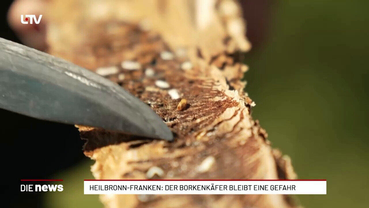 Heilbronn-Franken: Der Borkenkäfer bleibt eine Gefahr