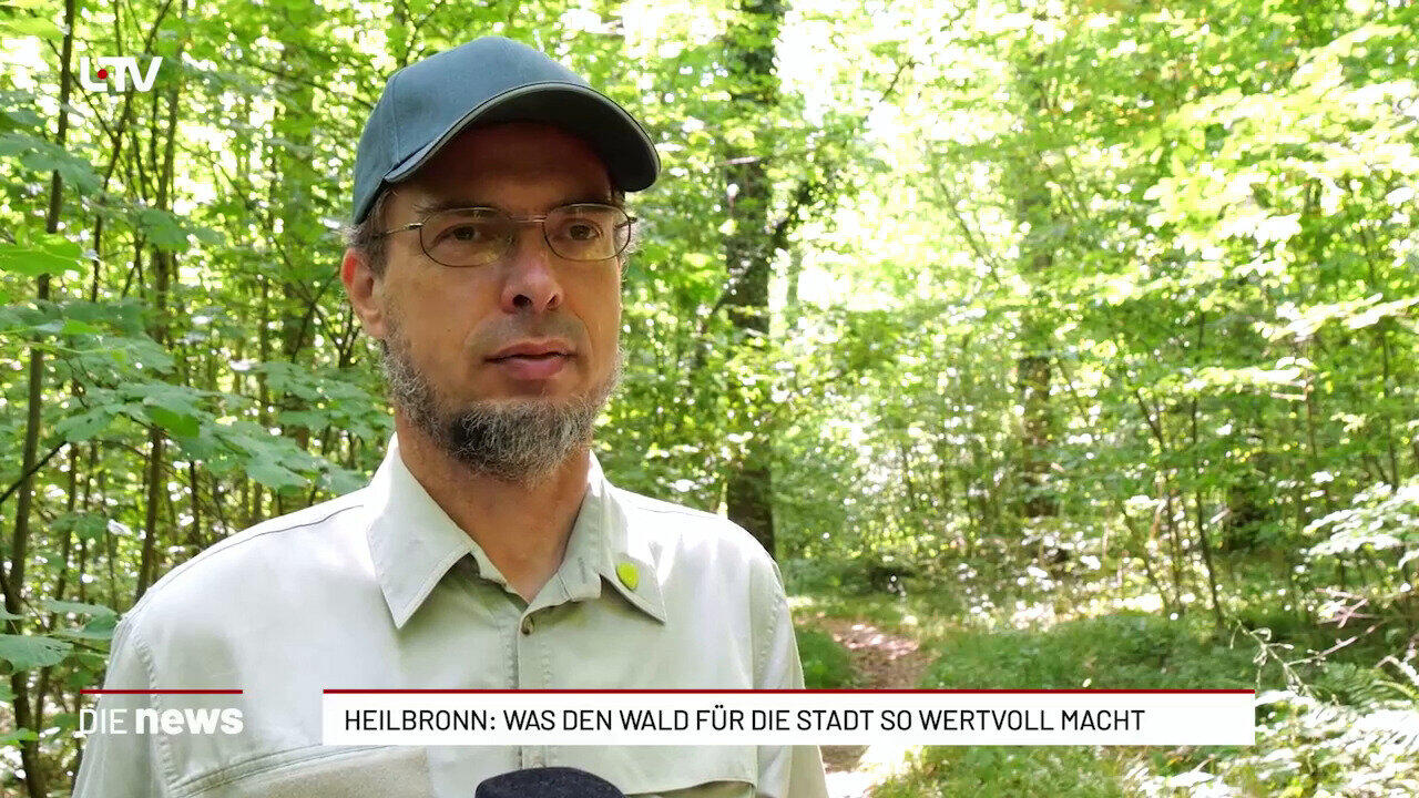 Heilbronn: Was den Wald für die Stadt so wertvoll macht