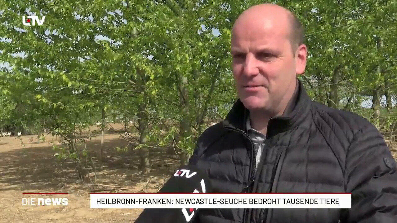 Heilbronn-Franken: Newcastle-Seuche bedroht Tausende Tiere