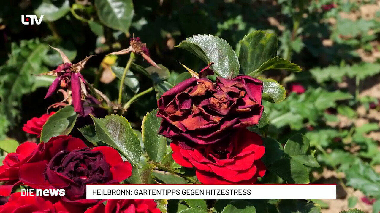 Heilbronn-Franken: Pflanzen richtig gießen bei Hitze – Experten-Tipps