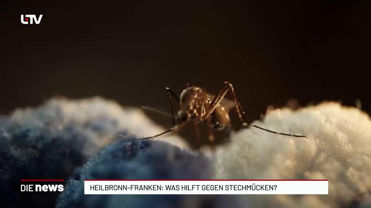 Stechmücken vermeiden: Die besten Schutz-Tipps für den Sommer