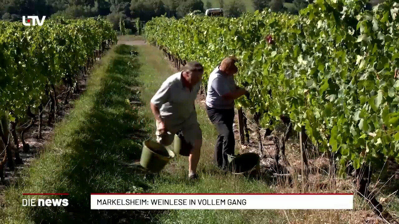 Markelsheim: Weinlese läuft früh – Ertrag noch unklar