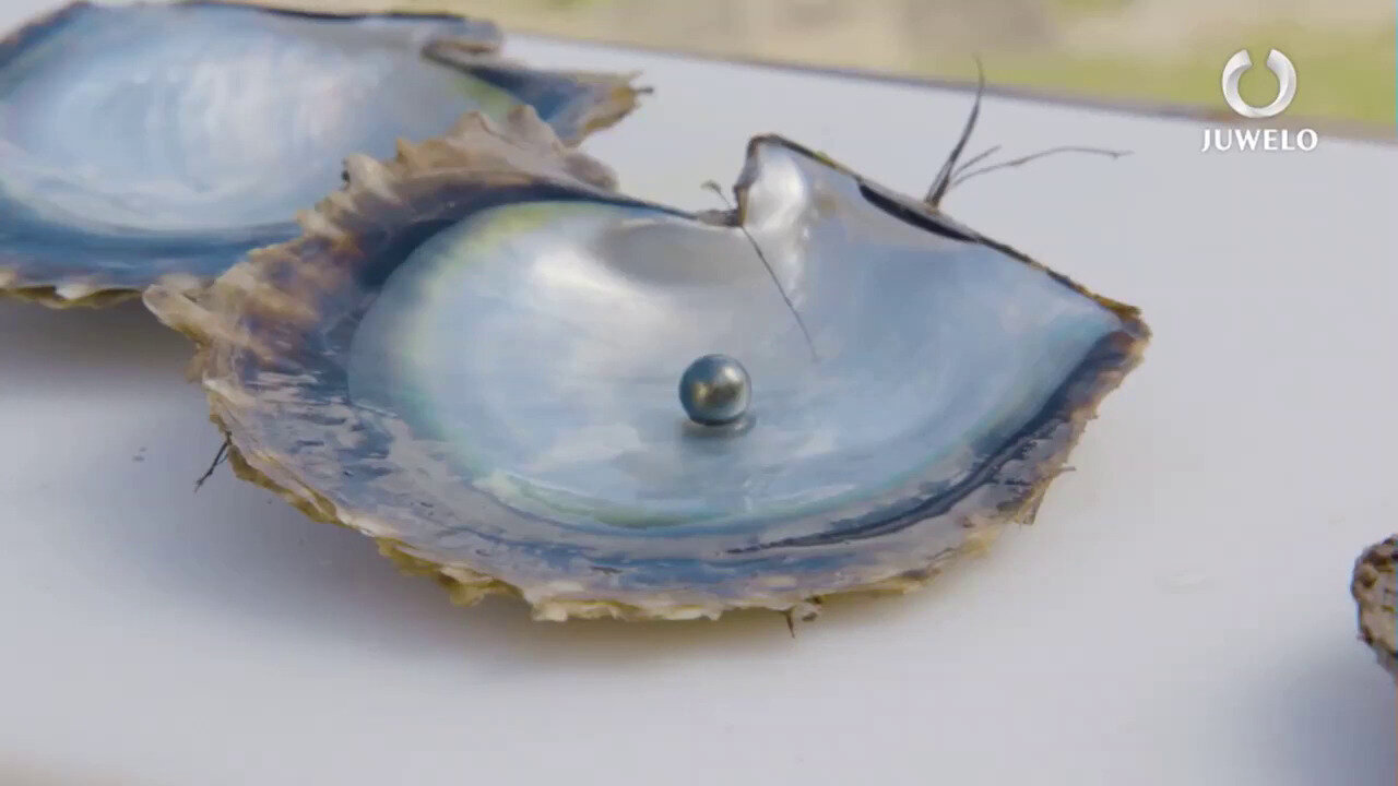Video Pendientes en plata con Perla blanca Freshwater