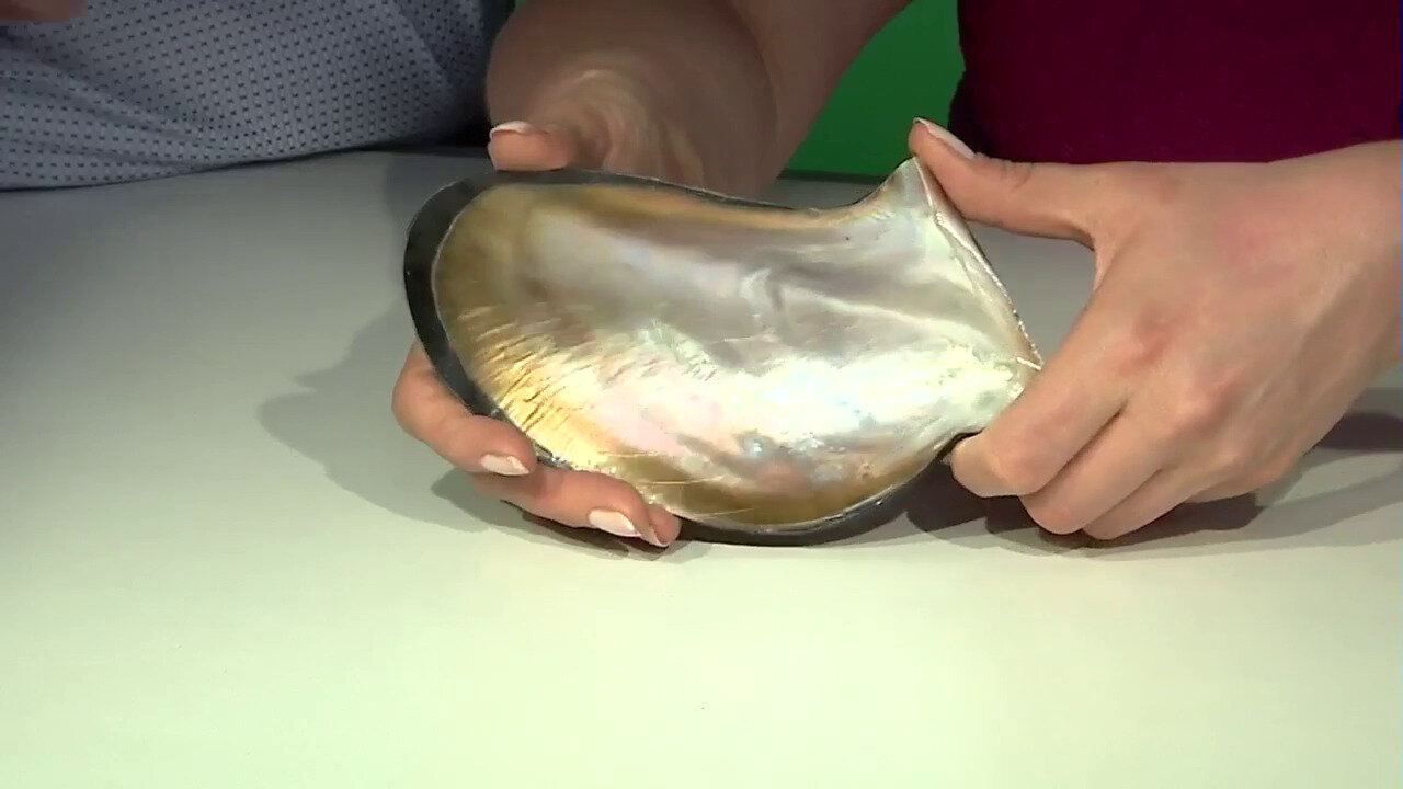 Video Accessoire et Coquillage d'Abalone (Bali Barong)