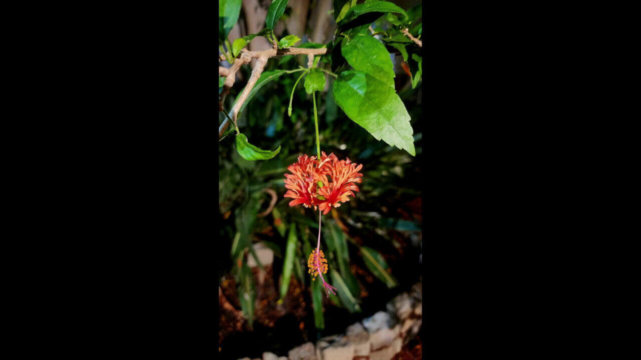 Video Edelstein-Silberohrringe (Dallas Prince Designs)