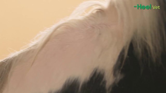 ICHTHO VET® SOMMER & FESSEL-GEL für Pferde