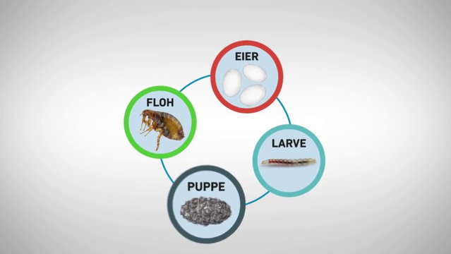 FRONTLINE® PET CARE Vernebler