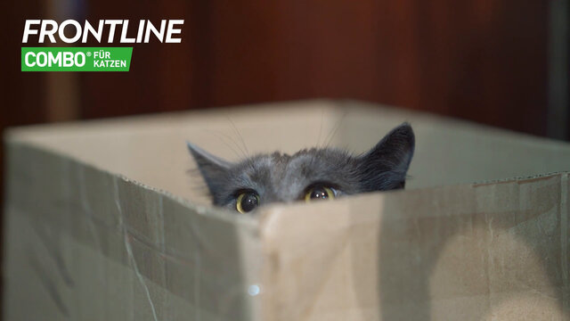 FRONTLINE COMBO® Spot on gegen Flöhe und Zecken Katze