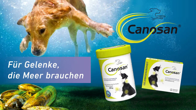 Canosan® Pellets bei Gelenkproblemen Hund mit Grünlippmuschel-Extrakt Gonex®