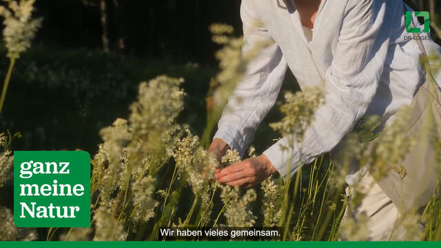 curcumin-Loges plus Boswellia - hoch bioverfügbare Kurkuma-Kapseln plus Weihrauch