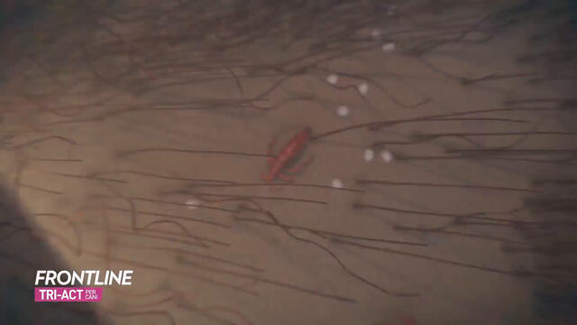 Frontline Tri-Act x3 Pipette, Antiparassitario Per Cani (2-5Kg) Contro Parassiti E Insetti Volanti