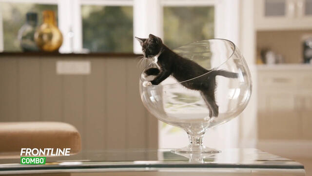 Frontline Combo Gatti x1 Pipetta, Antiparassitario Contro Pulci, Zecche E Pidocchi