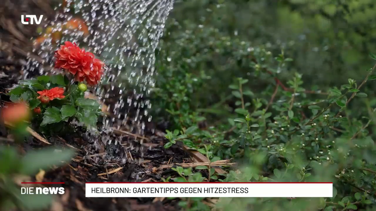 Heilbronn-Franken: Pflanzen richtig gießen bei Hitze – Experten-Tipps