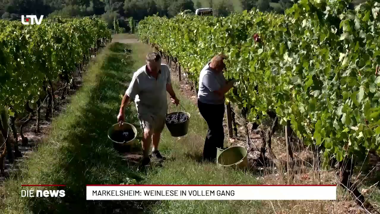 Markelsheim: Weinlese läuft früh – Ertrag noch unklar