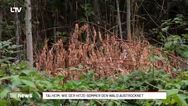 Talheim: Hitze setzt den Bäumen im Wald zu