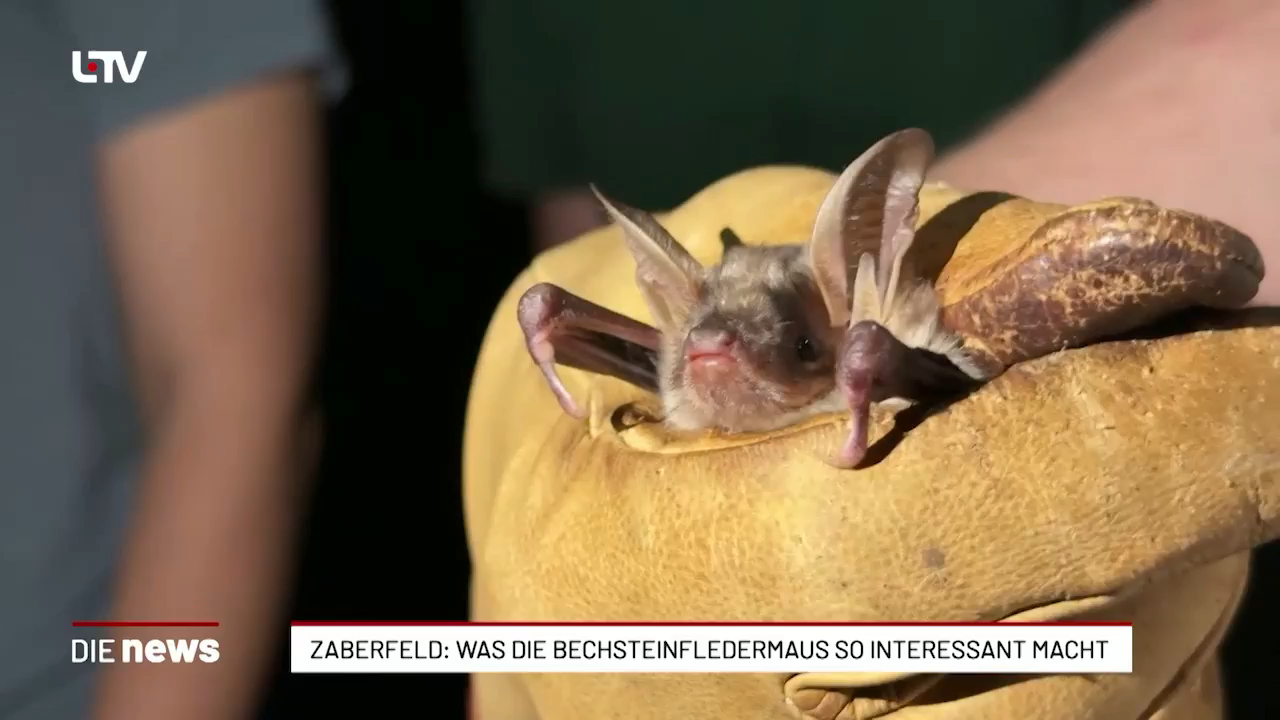 Zaberfeld: Bechsteinfledermaus im Fokus